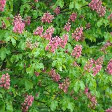 Attēlu rezultāti vaicājumam “Aesculus x neglecta flower”