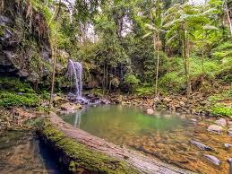 「Mt. Tamborine」的圖片搜尋結果