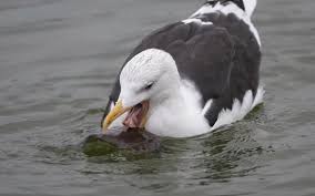 Attēlu rezultāti vaicājumam “Larus marinus adult”