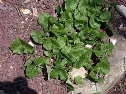 Attēlu rezultāti vaicājumam “Asarum europaeum leaf”