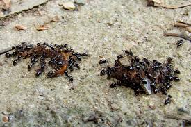 Attēlu rezultāti vaicājumam “Lasius fuliginosus”