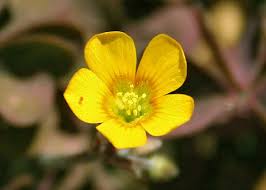 Attēlu rezultāti vaicājumam “Oxalis corniculata”