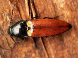 Attēlu rezultāti vaicājumam “Ampedus sanguineus”