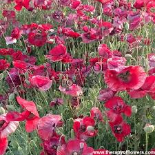 Attēlu rezultāti vaicājumam “Papaver rhoeas”