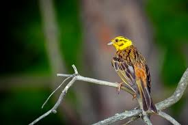 Attēlu rezultāti vaicājumam “Emberiza citrinella”