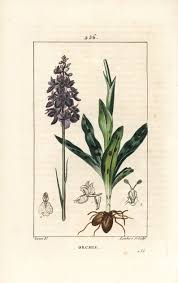 Attēlu rezultāti vaicājumam “Orchis mascula leaf”