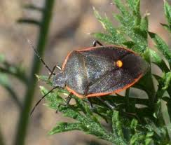 Attēlu rezultāti vaicājumam “Chlorochroa pinicola”