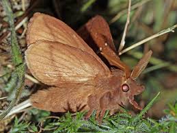 Attēlu rezultāti vaicājumam “Euthrix potatoria imago”