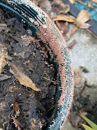 Attēlu rezultāti vaicājumam “Diachea leucopodia young”