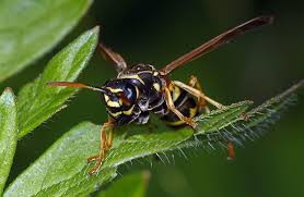 Attēlu rezultāti vaicājumam “Polistes nimpha”