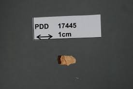 Attēlu rezultāti vaicājumam “Laurilia sulcata”