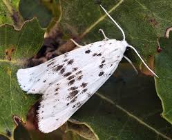 Attēlu rezultāti vaicājumam “Cribraria oregana”