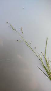 Attēlu rezultāti vaicājumam “Poa nemoralis”