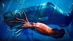 Sperm Whale vs Giant Squid | Architeuthis