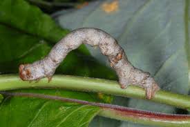 Attēlu rezultāti vaicājumam “Biston strataria”