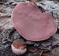 Attēlu rezultāti vaicājumam “Fomitopsis rosea”