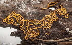 Attēlu rezultāti vaicājumam “Hemitrichia serpula”