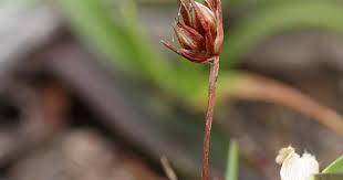 Attēlu rezultāti vaicājumam “Juncus capitatus”