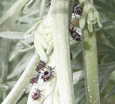 Attēlu rezultāti vaicājumam “Macrosiphoniella absinthii”