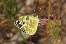 Attēlu rezultāti vaicājumam “Pontia edusa underside”