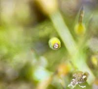 Attēlu rezultāti vaicājumam “Weissia brachycarpa”