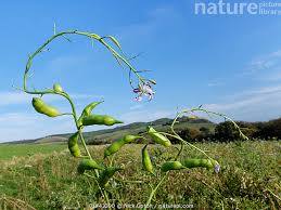 Attēlu rezultāti vaicājumam “Raphanus sativus flower”