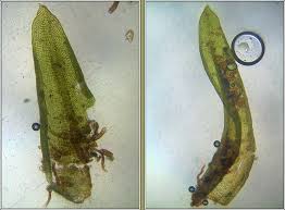 Attēlu rezultāti vaicājumam “Orthotrichum pumilum”