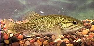 Image result for Micropterus dolomieu