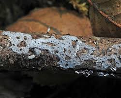 Attēlu rezultāti vaicājumam “Didymium serpula”