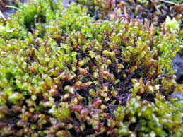 Attēlu rezultāti vaicājumam “Scorpidium scorpioides”