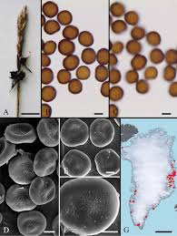 Attēlu rezultāti vaicājumam “Urocystis anemones spores”