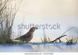 Attēlu rezultāti vaicājumam “Loxia pytyopsittacus male”