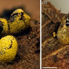 Attēlu rezultāti vaicājumam “Physarum braunianum plasmodium”