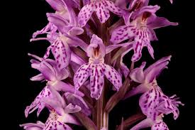 Attēlu rezultāti vaicājumam “Dactylorhiza fuchsii flower”