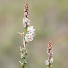 Image result for Asphodelus fistulosus