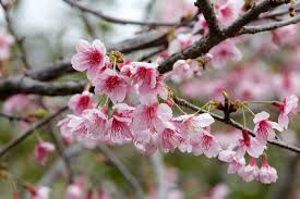 Attēlu rezultāti vaicājumam “Cerasus flower”