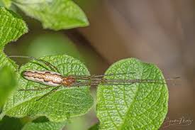 Attēlu rezultāti vaicājumam “Tetragnatha montana”