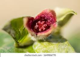 Attēlu rezultāti vaicājumam “Asarum europaeum flower”