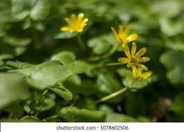 Attēlu rezultāti vaicājumam “Saxifraga cymbalaria flower”