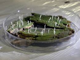 Attēlu rezultāti vaicājumam “Multiclavula mucida”