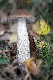 Attēlu rezultāti vaicājumam “Leccinum scabrum”