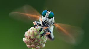 Attēlu rezultāti vaicājumam “macro”