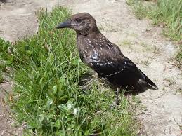 Image result for Nucifraga caryocatactes