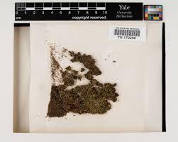 Attēlu rezultāti vaicājumam “Geocalyx graveolens”