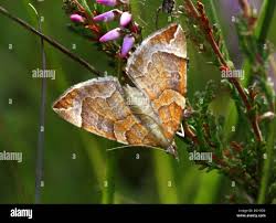 Attēlu rezultāti vaicājumam “Eulithis testata”
