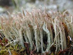 Attēlu rezultāti vaicājumam “Cladonia cornuta”