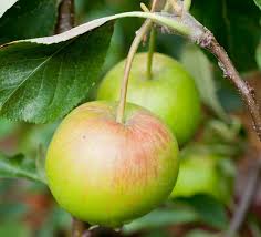 Attēlu rezultāti vaicājumam “Malus domestica”