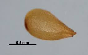 Attēlu rezultāti vaicājumam “Trichophorum alpinum fruit”