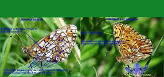 Attēlu rezultāti vaicājumam “Clossiana selene underside”