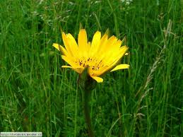 Attēlu rezultāti vaicājumam “Tragopogon pratensis subsp. pratensis”